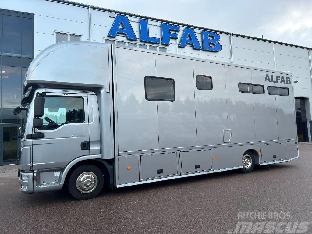 MAN ALFAB Comfort hästlastbil Animal transport trucks