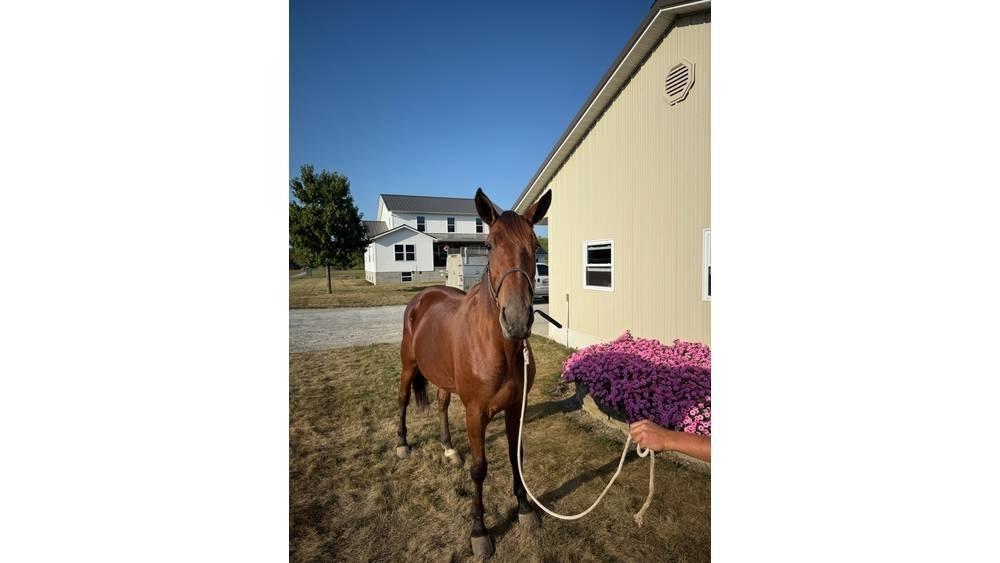  Horse Standardbred Other livestock machinery and accessories