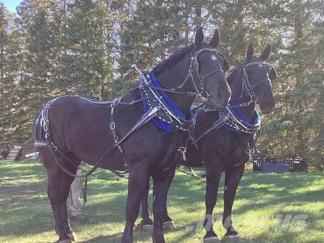  Percheron Team Construction - Others