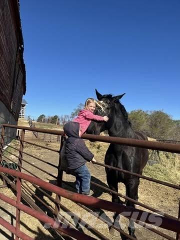  Percheron Team Construction - Others